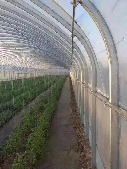 Китайская мультипролетная теплица из пленки Po/PE в сельском хозяйстве с системой гидропоники Aquaponics
